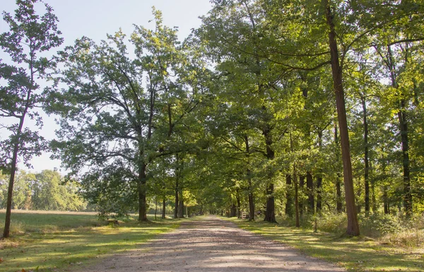 Sentier Dans Parc — Photo