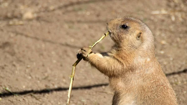 Perro Pradera Comiendo Hierba —  Fotos de Stock