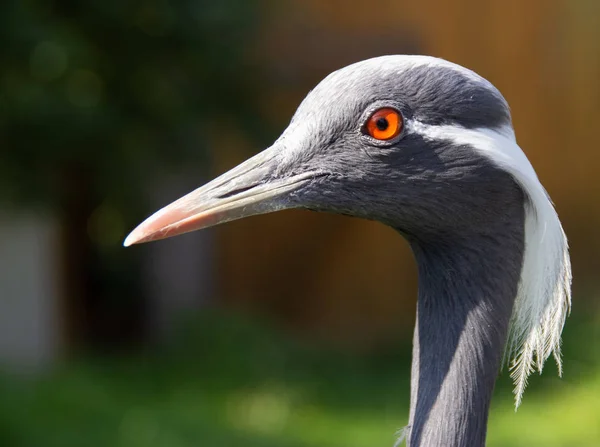 Portrait Une Grue — Photo