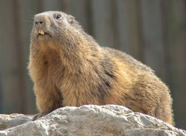 Marmot Dengan Gigi Besar Atas Batu — Stok Foto