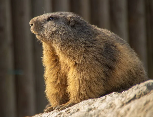 Marmot Dari Profil Rock — Stok Foto