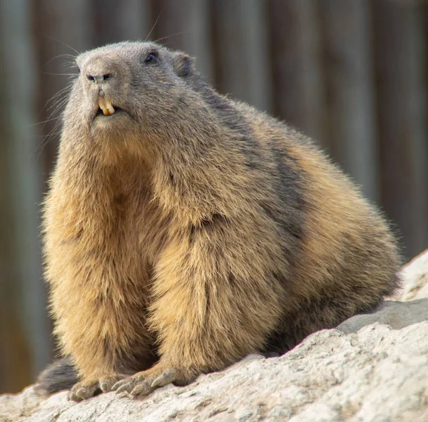 Marmot Duduk Batu — Stok Foto