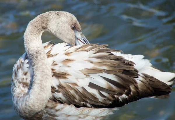 Junger Flamingo Mit Schönem Langen Hals — Stockfoto