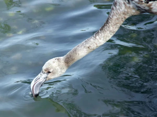 Trinken Junger Grauer Flamingo — Stockfoto