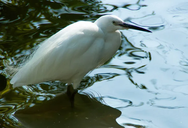 Grand Héron Blanc Dans Eau — Photo