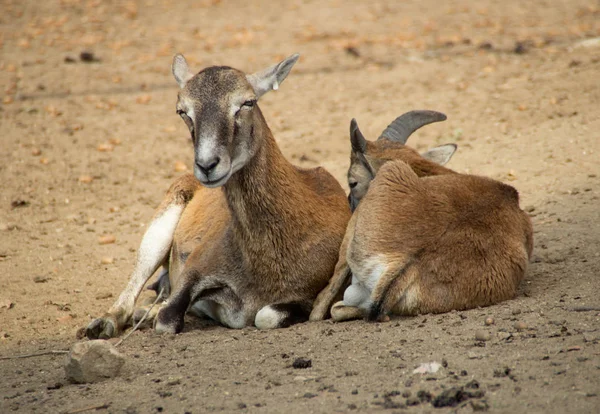 Madre Bebé Cabras —  Fotos de Stock