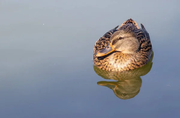 Canard Dans Eau — Photo