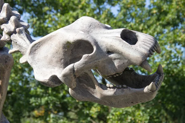skull of prehistoric animal