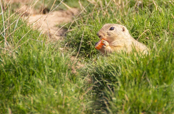 Ardilla Tierra Europea Comiendo Hierba — Foto de Stock