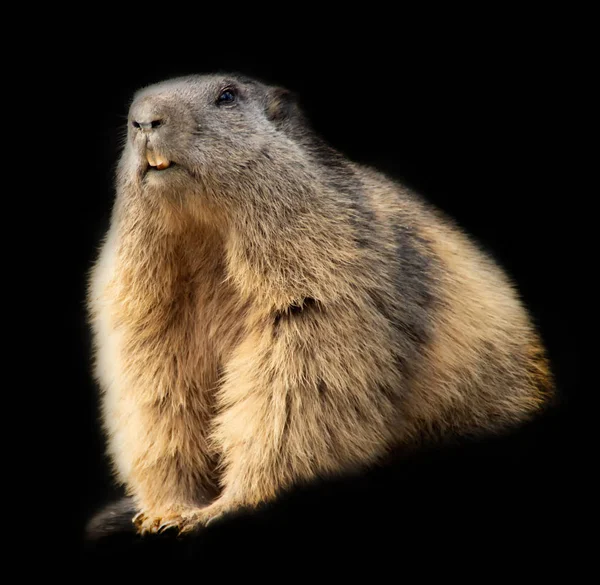 Marmot Diisolasi Latar Belakang Hitam — Stok Foto