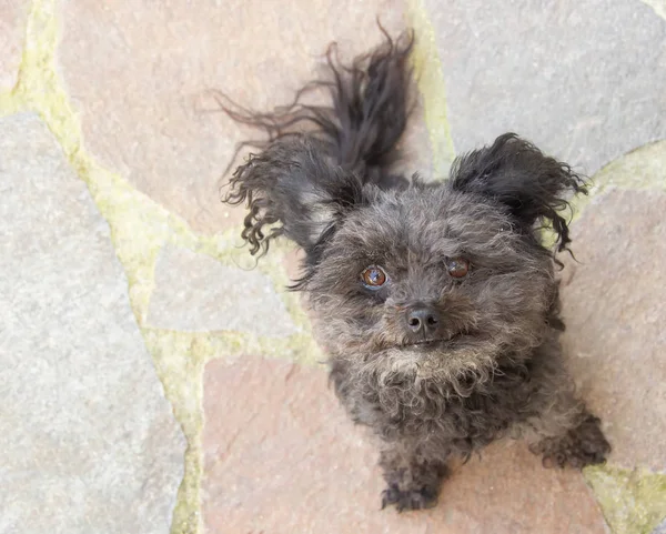 Petit Chien Regardant Dans Lentille — Photo