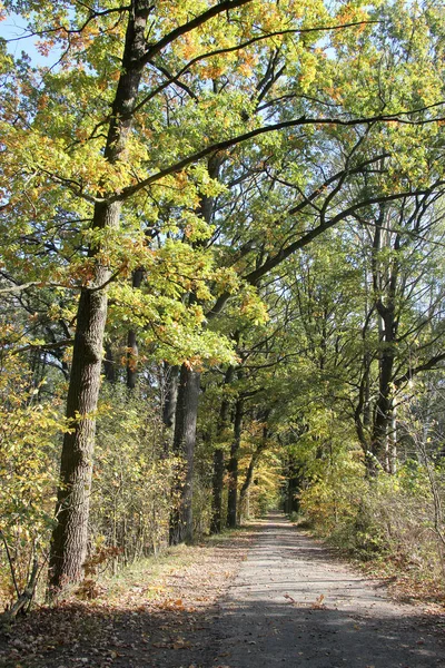 Herfst Het Park — Stockfoto