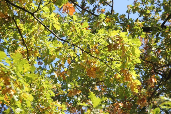 秋天的叶子在橡树上 — 图库照片