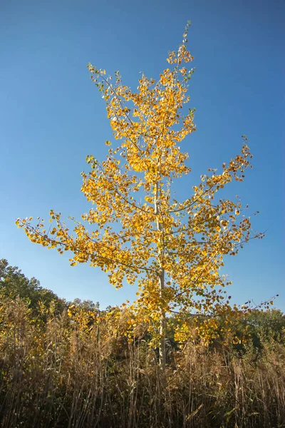 Árvore Amarela Outono — Fotografia de Stock