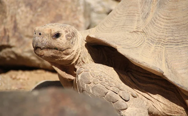 Mooi Portret Van Schildpad Stockfoto