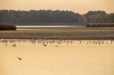 kuşlar göl günbatımı sırasında