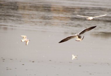 Karabaş Martı uçuş