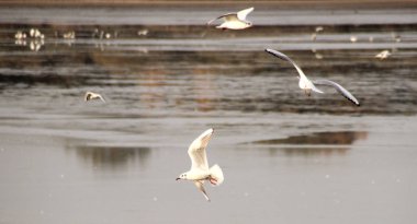 uçan Karabaş Martı