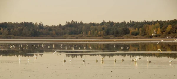 Pássaros Lago — Fotografia de Stock