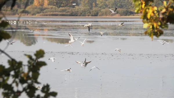 Gaivotas Cabeça Preta Estão Voando Acima Lago — Fotografia de Stock