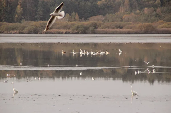 Aves Lago Trebonsko República Checa — Fotografia de Stock