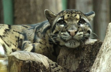  bulutlu leopar portresi