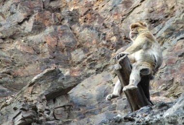 ağaç kütüğü kayalarda oturup maymun.