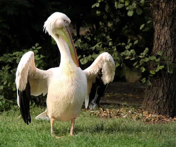Pelikan Steht Auf Gras — Stockfoto