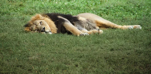 Lion Relaxing Grass — Stock Photo, Image