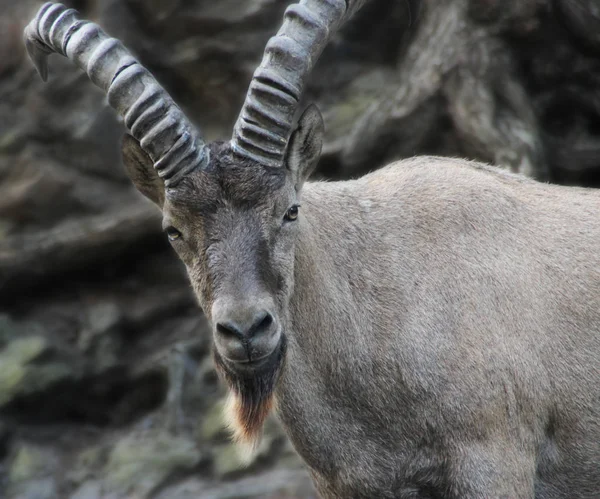 Ibex Alpino Nas Montanhas — Fotografia de Stock