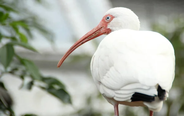 Oiseau Blanc Avec Long Bec — Photo
