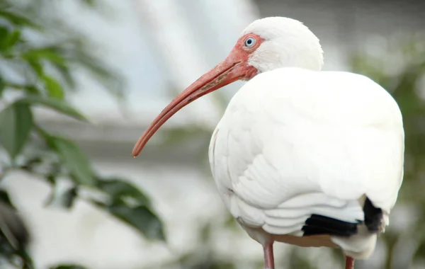 Pájaro Blanco Con Pico Largo — Foto de Stock