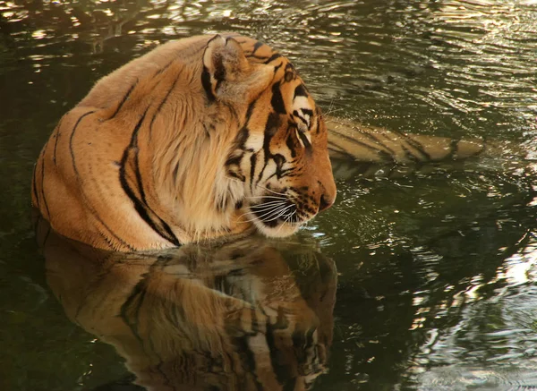 Tigre Relaxante Água — Fotografia de Stock