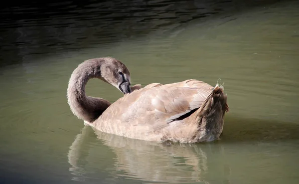 Cisne Negro Água — Fotografia de Stock