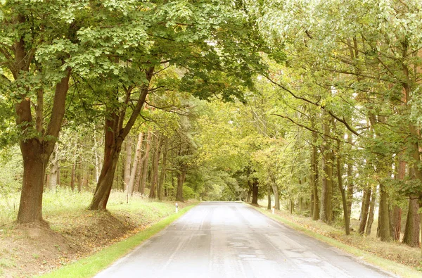 Ormanda Yol — Stok fotoğraf