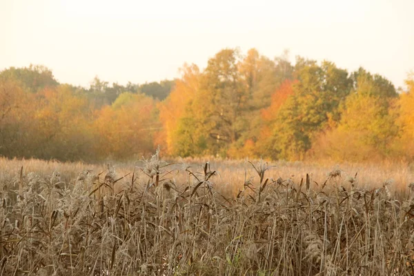 南ボヘミア州の秋景色 — ストック写真