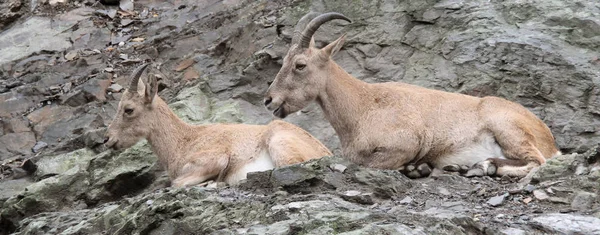 Berggeit Rots — Stockfoto