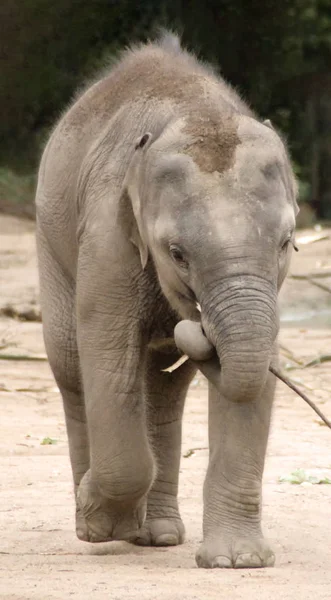 Симпатичный Маленький Слон — стоковое фото