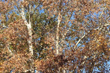 sonbaharda çam ağacı