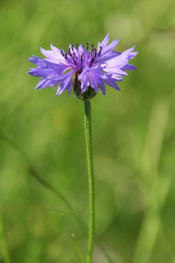  yeşil zemin üzerine Peygamber Çiçeği