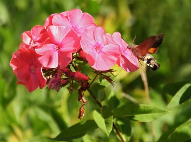 sinek kuşu şahin-güve phlox üzerinde