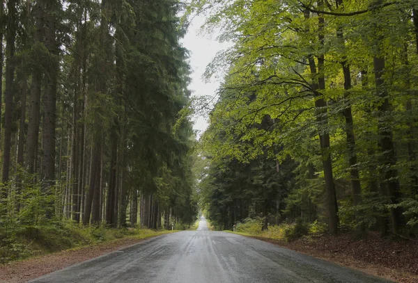 Δρόμος Στο Δάσος — Φωτογραφία Αρχείου