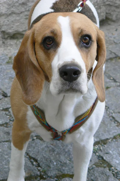 Portret Beagle — Zdjęcie stockowe