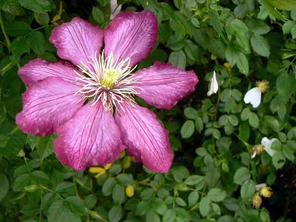 Pink Clematis Garden — Stock Photo, Image