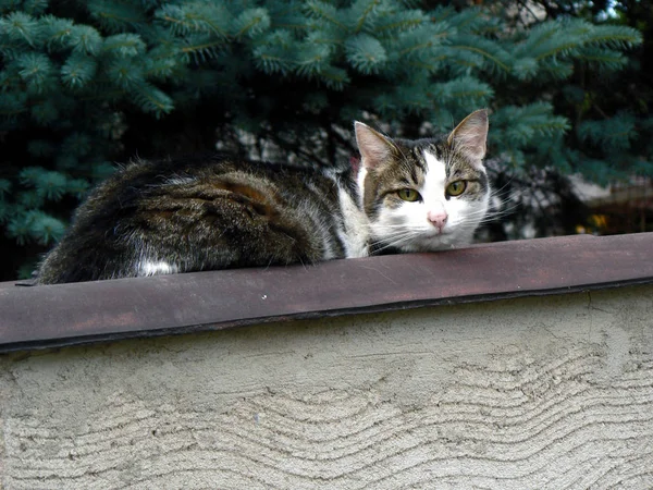 Kočka Zelenýma Očima Ležící Plot — Stock fotografie