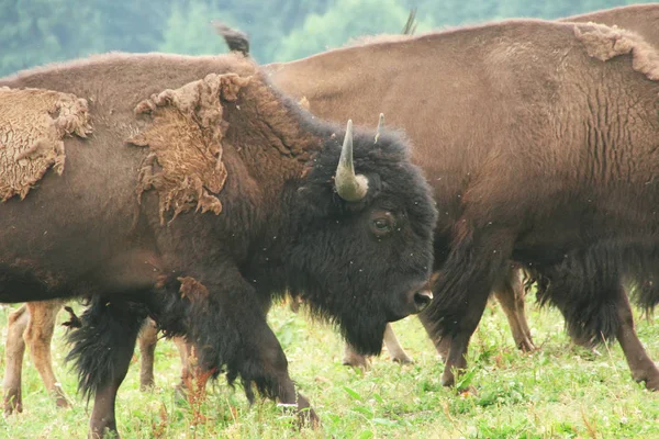 Europese Bisons Het Park — Stockfoto