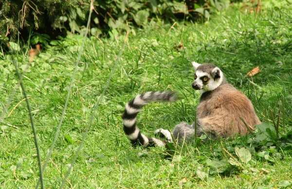 Lemur Lemur Lemur Ringtailed Catta — Stok Foto