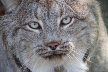 yakın çekim dan Lynx