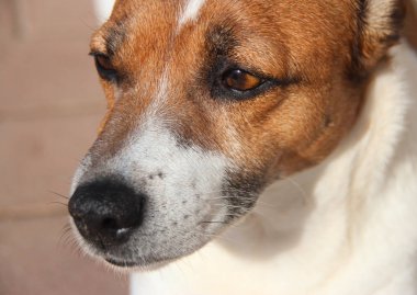 bir köpeğin portresi, Jack Russell