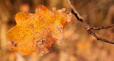 Sonbahar meşe yaprağı